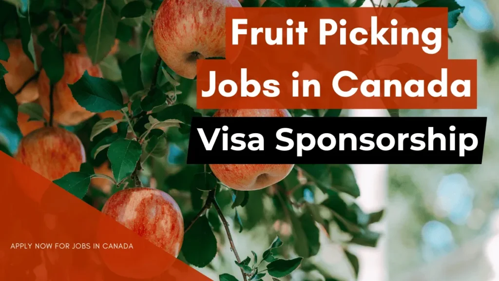 Fruit Picking Jobs in Canada with Visa Sponsorship 2026